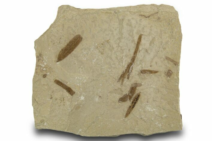 Multiple Fossil Leaf Plate - Green River Formation, Utah #334365